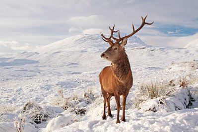 deer-stag-snow.jpg