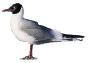 A short history of the British Seagull company.