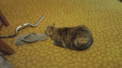 20170530_193121[1].jpg