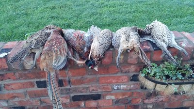 2015-12-10 16.06.31.jpg